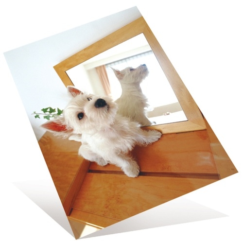 (業務用30セット) プラス 超きれいな光沢紙 IT-142GC A3 20枚