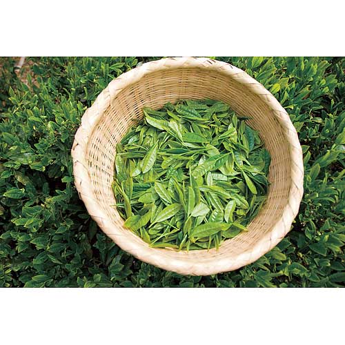 スマートオフィス】※鹿児島県産 知覧茶ティーバッグ36P ハラダ製茶